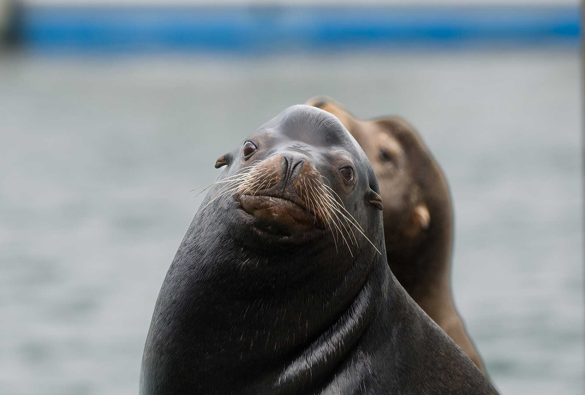 California sea lion at Shilshole Bay Marina