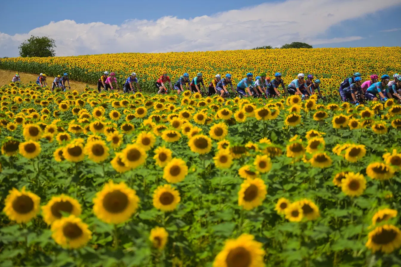 The peloton rides through a field of sunflowers at the Tour de France